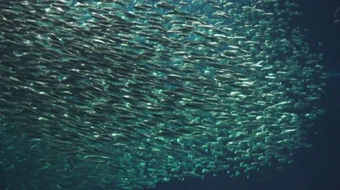 Dolphin fish swimming through school of anchovies Video stock 61780970