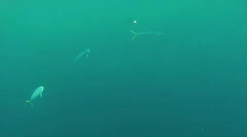 THE DOLPHIN FISH TAKES THE BAIT Stock Footage 51235935