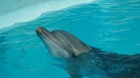Dolphin floats in the pool Stock Footage 87081613