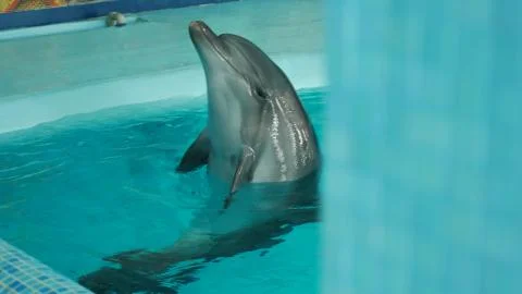 Dolphin floats in the pool Foto stock
