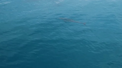 Dolphin floats in the sea Stock Footage 88812743