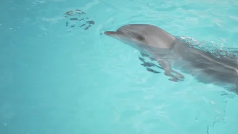 Dolphin floats in water Stock Footage 87311920