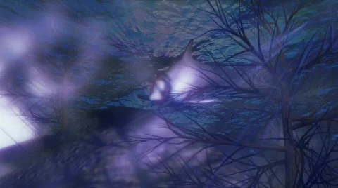 Dolphin Stock Footage 666857