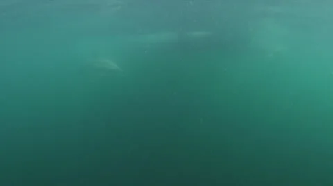 Dolphin Stock Footage 22756696