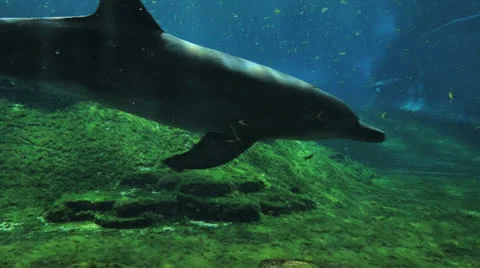 Dolphin 스톡 동영상 25291736