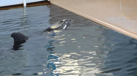 Dolphin Stock Footage 25782659