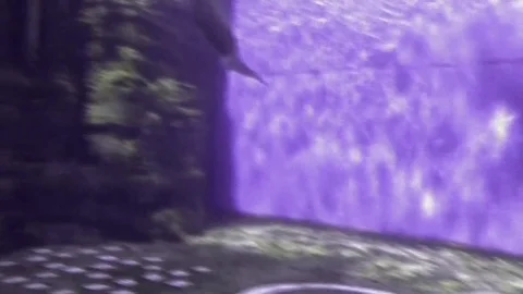 Dolphin Video stock 80248243