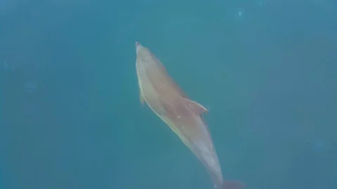 Dolphin 스톡 동영상 99200537