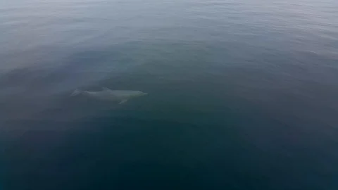 Dolphin 스톡 동영상 99201364