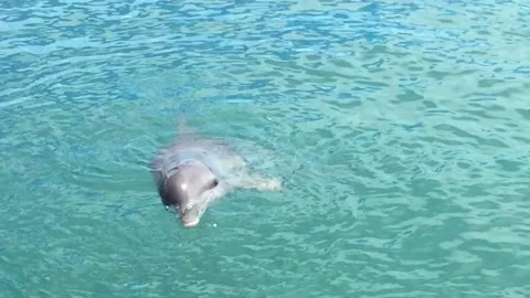 Dolphin Stock Footage