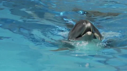 Dolphin 動画素材 146279367