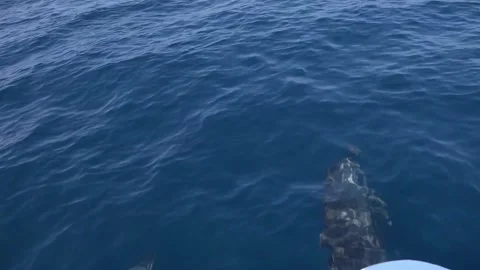 Dolphin Stock Footage 150401766