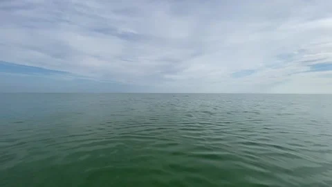 Dolphin Stock Footage 156164646