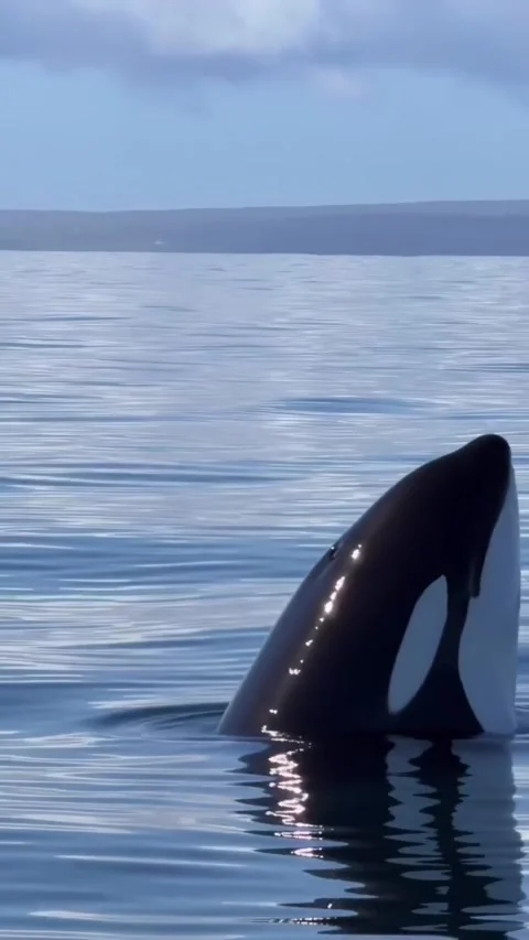 A dolphin Stockbeeldmateriaal 331093864