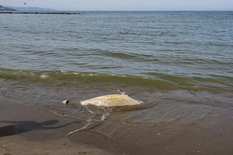 A dolphin is found washed up on Beach Stock-Fotos