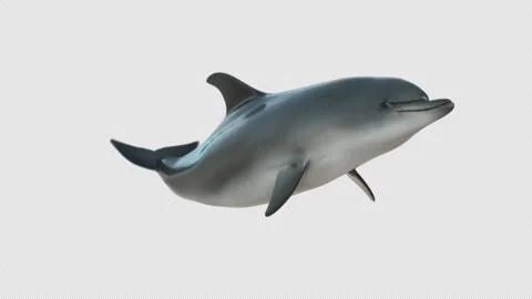 Dolphin Front pond Video stock 253572773