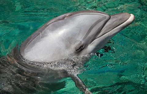 Dolphin getting out of the water. eilat, israel Stock-Fotos