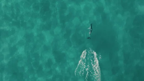 Dolphin Gliding Beneath Sunlit Ocean With Occasional Breaches, Byron Bay Stock Footage 327374048