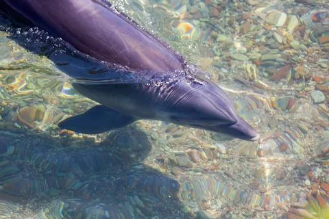 A dolphin gracefully glides through the crystal-clear shallows, its sleek bod Stock Photos