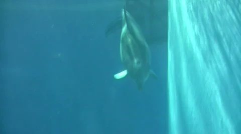 Dolphin gracefully swims under the blue sunny water (High Definition) Stock Footage 359299