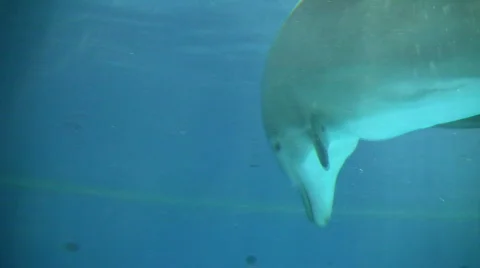 Dolphin gracefully swims under the blue sunny water (High Definition) Stock Footage 359302