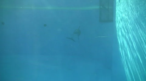 Dolphin gracefully swims under the blue sunny water (High Definition) Stock Footage 359304