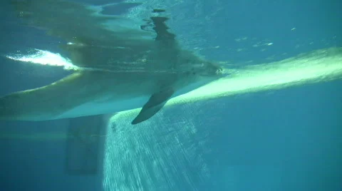 Dolphin gracefully swims under the blue sunny water (High Definition) Stock Footage 359305