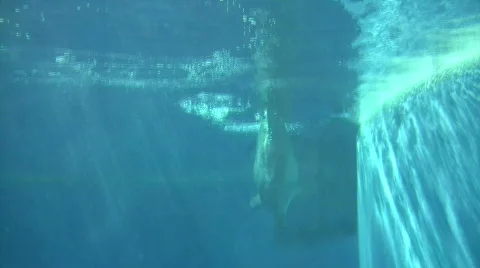 Dolphin gracefully swims under the blue sunny water (High Definition) Stock Footage 369530