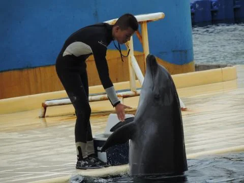 Dolphin greeting Foto stock