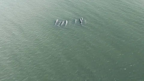 Dolphin group Stock Footage 80738332
