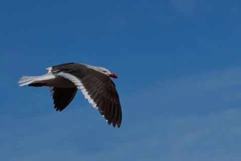 Dolphin Gull in Flight Stock Photos