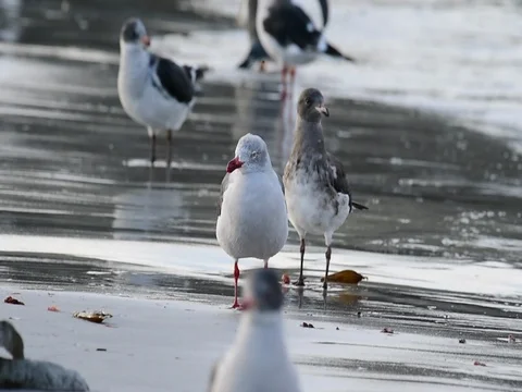 Dolphin gulls on the beach Stock Footage 81317165