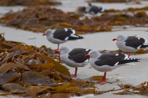 Dolphin Gulls Stock Photos