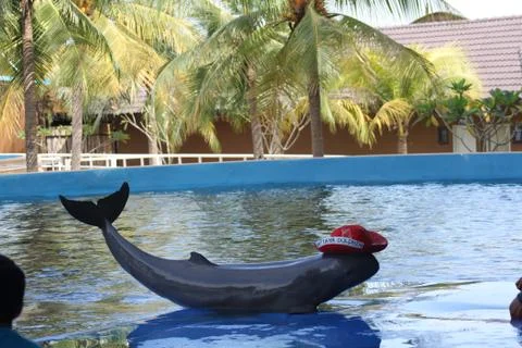 Dolphin with a hat Stock Photos