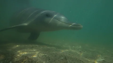 Dolphin having fun underwater Vidéo 89555058