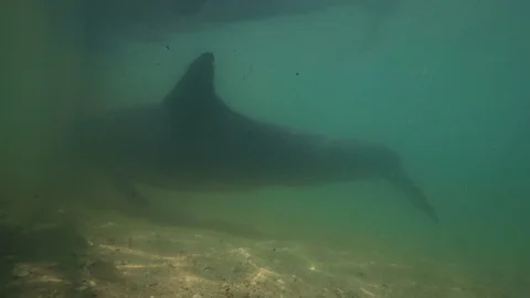 Dolphin having fun underwater Vidéo 89555786