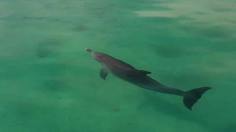 Dolphin having fun in the water Stock Footage 89520978