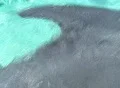 Dolphin head peeks up. Footage