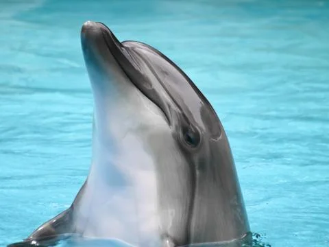 Dolphin head shot in pool Stock Photos