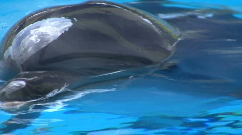 Dolphin Head in Water 動画素材 591583