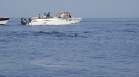 Dolphin Herd Stock Footage 32192608