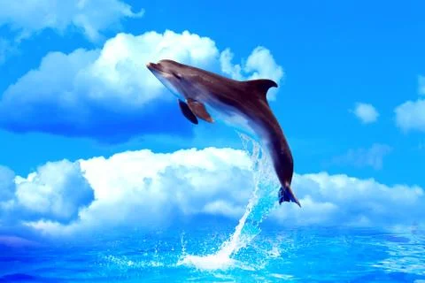 Dolphin high jump Stock Photos