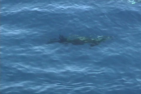 Dolphin hitting surface to breathe Stock Footage 148860
