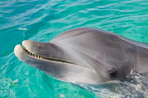 Dolphin, Honduras Stock Photos