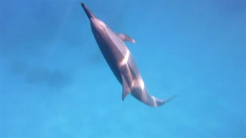 Dolphin hovering in midwater motionless HD close up Stock Footage 78707895