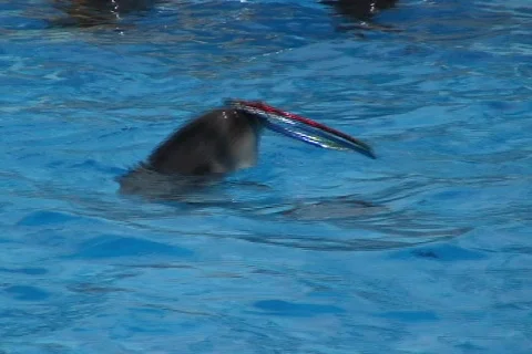 Dolphin Hula Hoop Stock Footage