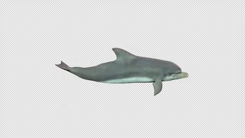 Dolphin idle 2 Stock Footage 320953083