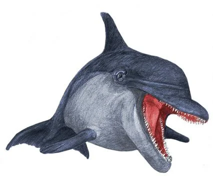 Dolphin Stock Illustration