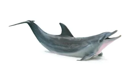 Dolphin isolated Stock Photos