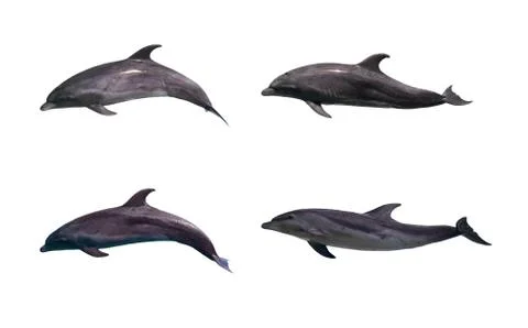 Dolphin isolated Stock Photos